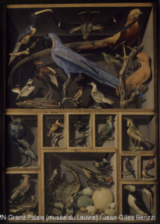 Alexandre Isidore Leroy de Barde (1777-1828) Réunion d'oiseaux étrangers Paris, musée du Louvre, D.A.G. © RMN-Grand Palais (musée du Louvre) / Jean-Gilles Berizzi