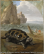 Bernaerts Nicasius (1620-1678) Une tortue de la mer Paris, musée du Louvre © (...)