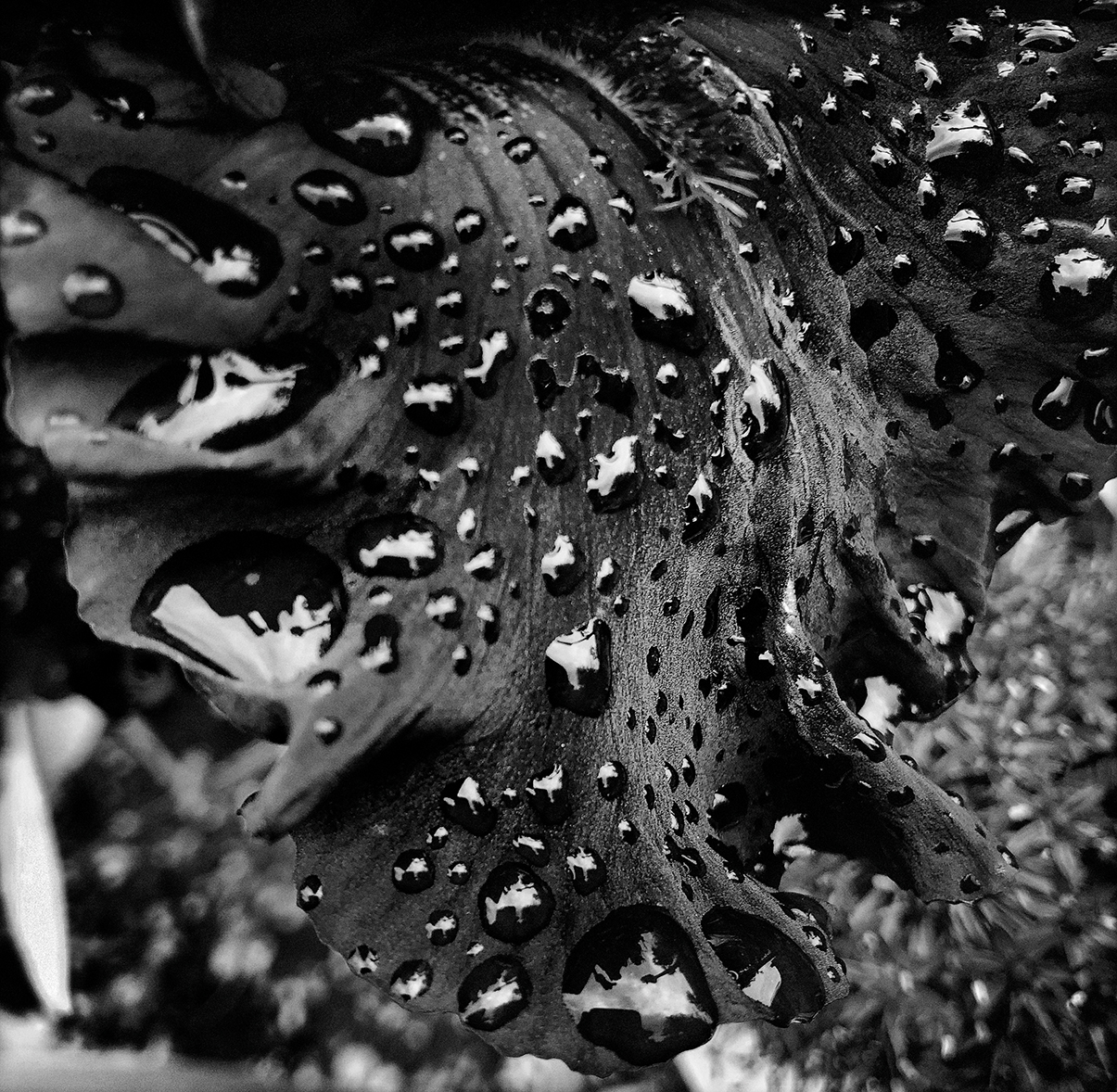 Une certaine nature, d’après Giverny, photographies de Jean Gaumy