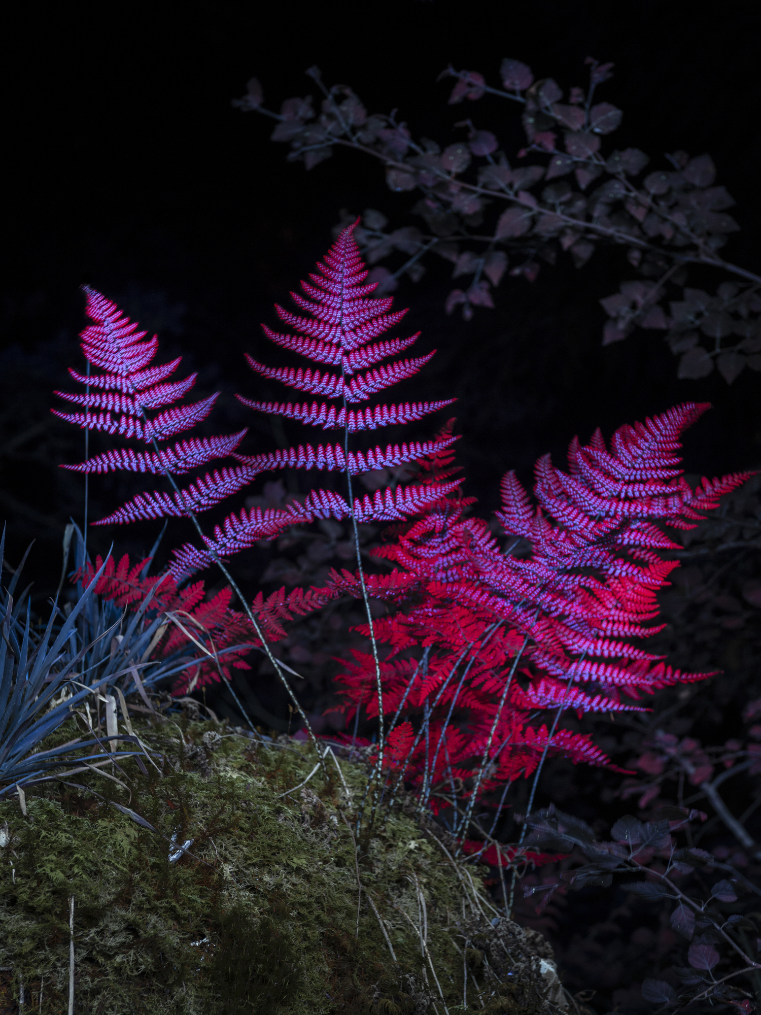 Entretien avec Alexis Pichot